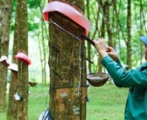 Lợi nhuận tăng trưởng nhờ ảnh hưởng từ tình hình chung trên thế giới